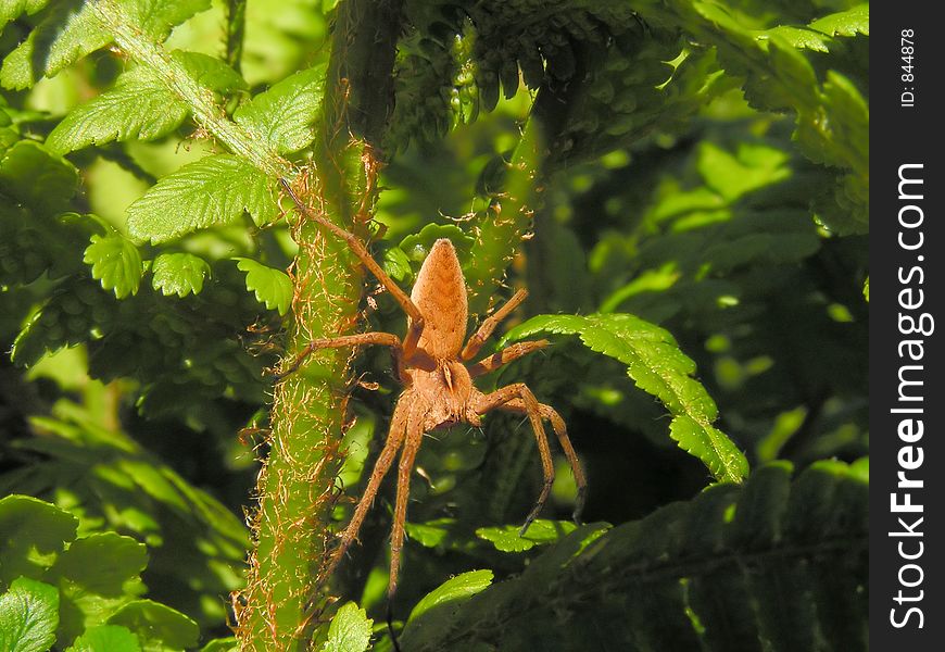 A close-up pf a spider crawling on a stem. A close-up pf a spider crawling on a stem