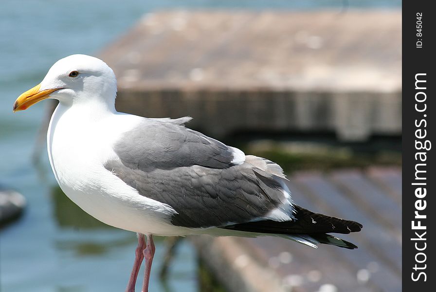 Seagull on pier