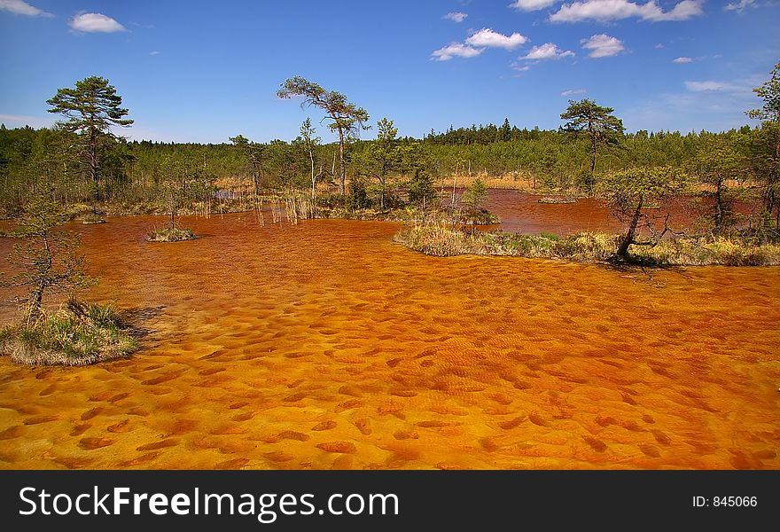 Swamp in Latvia (Kemeri near Riga). Swamp in Latvia (Kemeri near Riga)