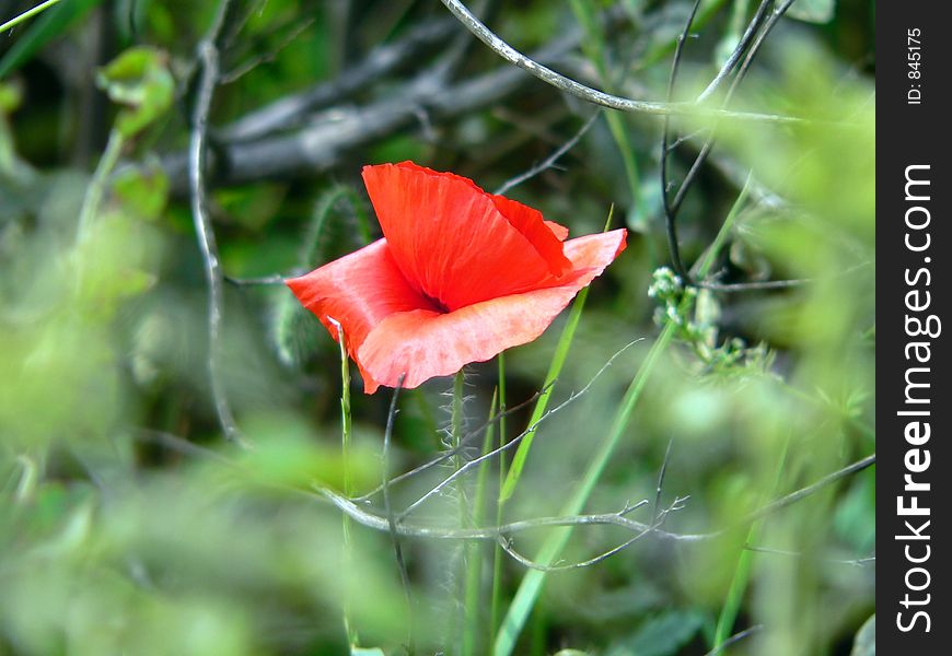 Beautiful red flower. Beautiful red flower