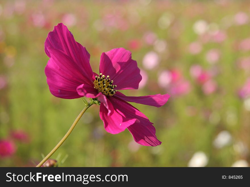Cosmos flowers in France north of Bordeaux. Cosmos flowers in France north of Bordeaux