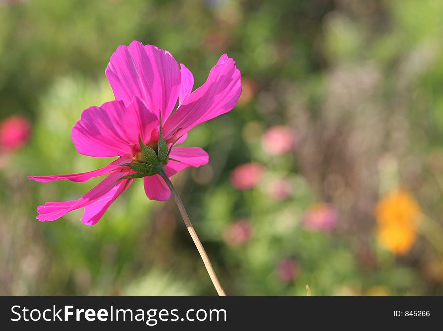 Cosmos Flowers In France 2