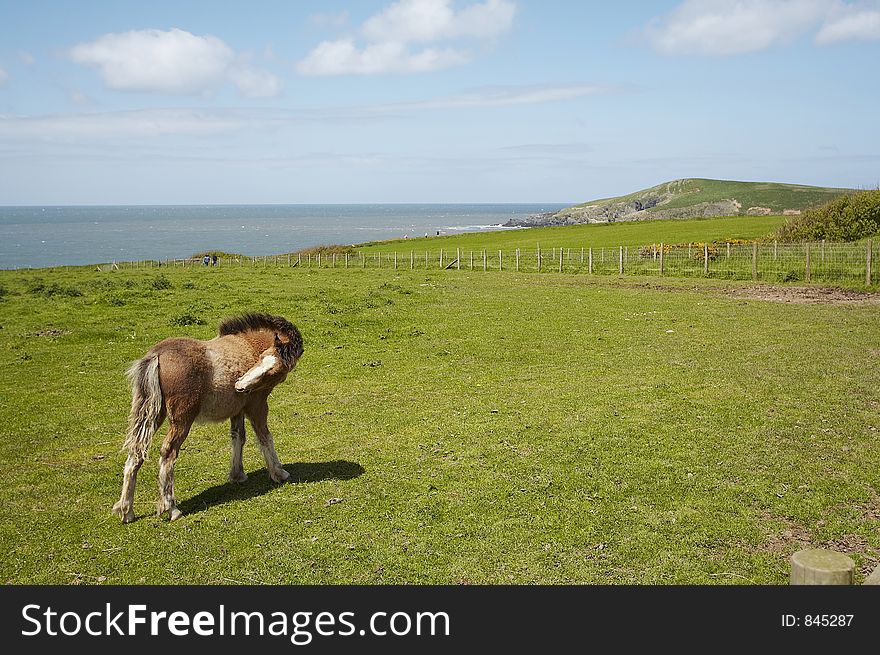 A Horse grazing on a coastline farm. A Horse grazing on a coastline farm