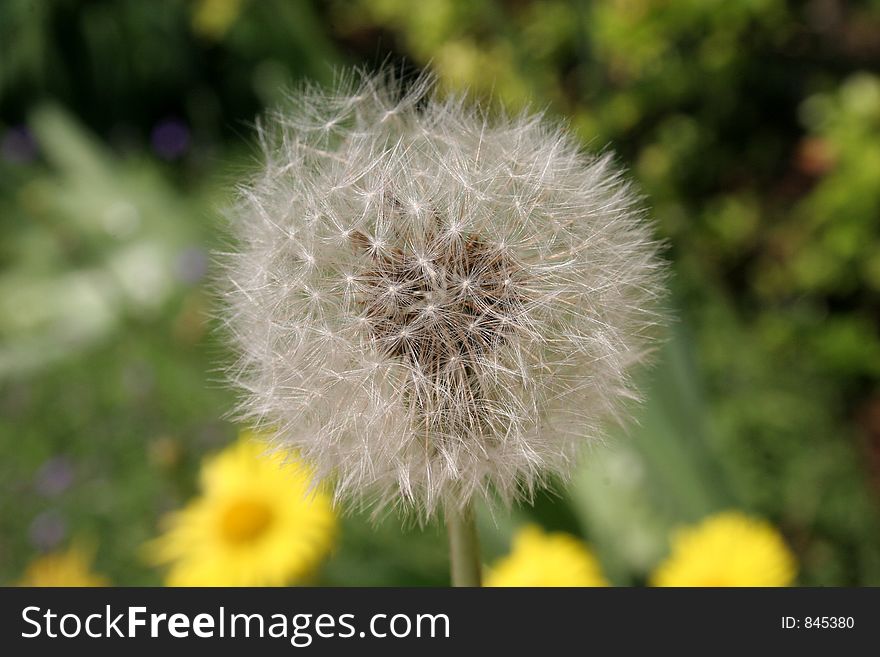 Dandelion in closeup