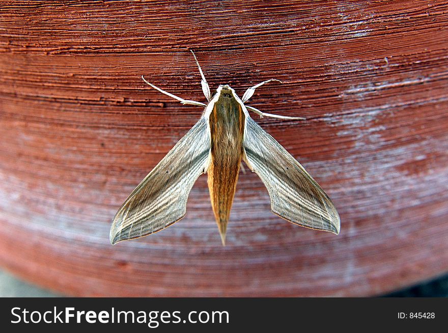 Fuzzy moth