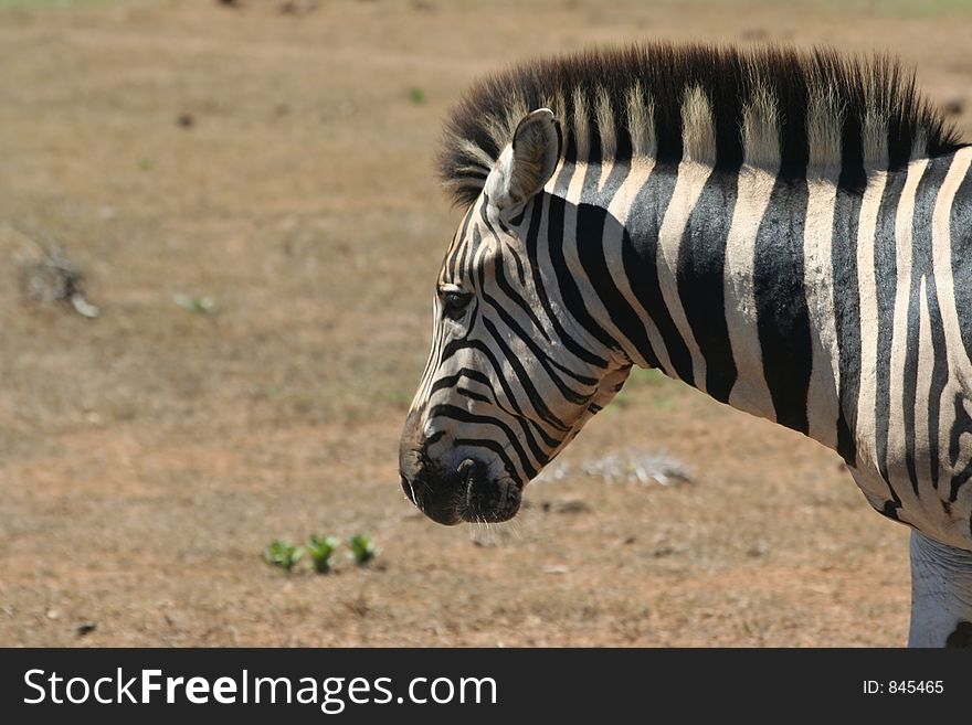 Close up of a Zebra's Head. Close up of a Zebra's Head