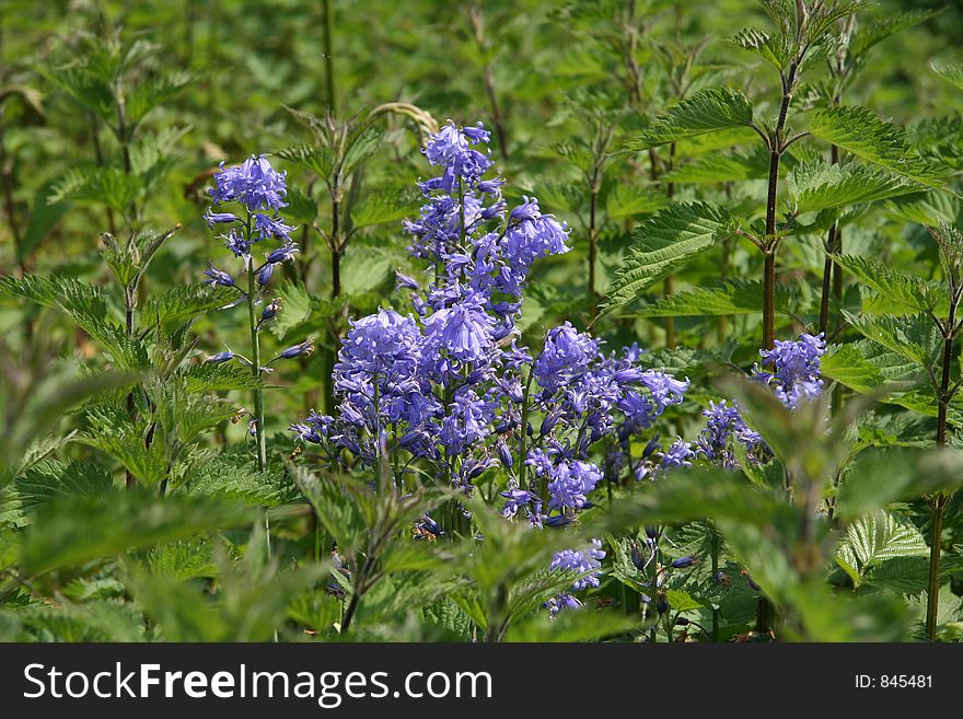 Bluebells surrounded by stinging nettles