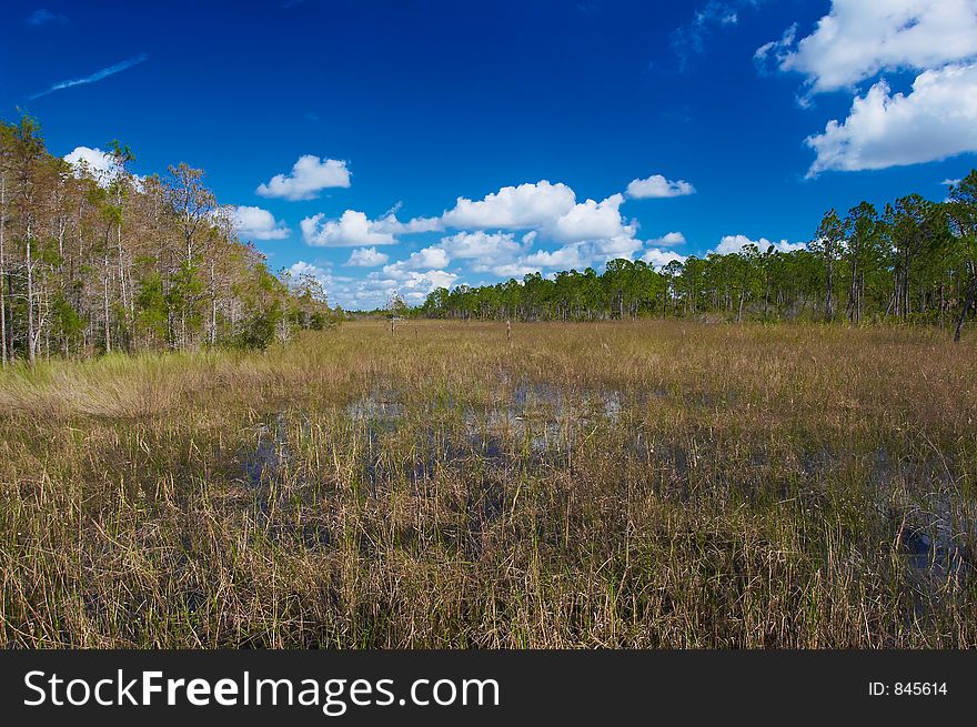 Florida marshes