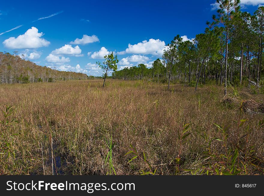 Florida swamps