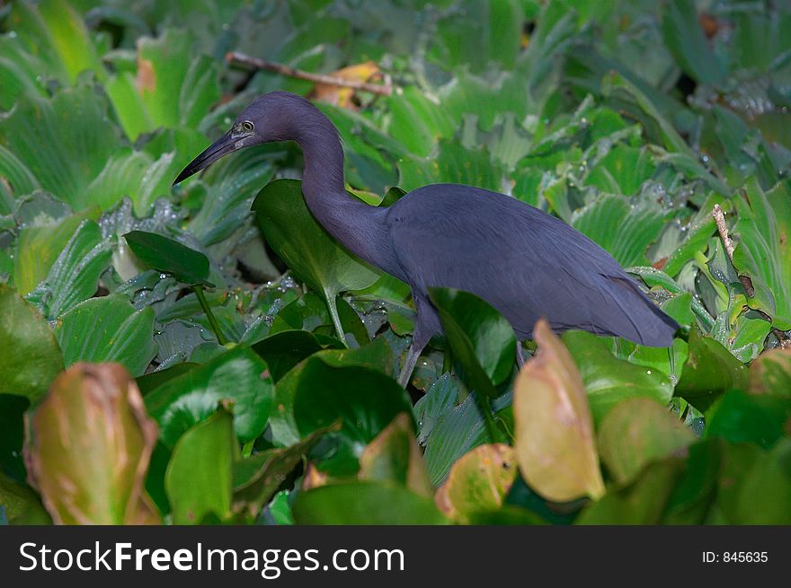 Black egret. Black egret