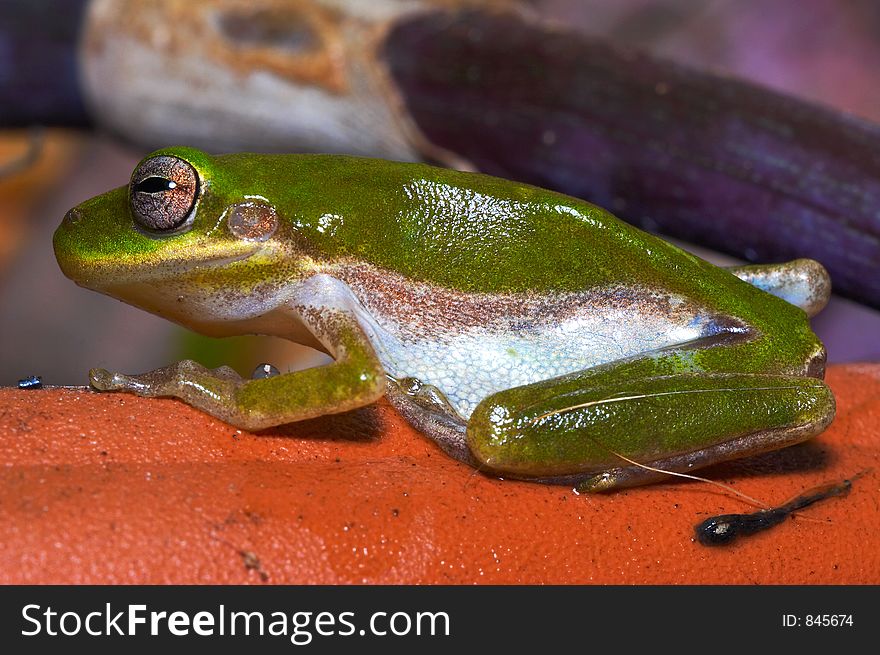 little green Frog