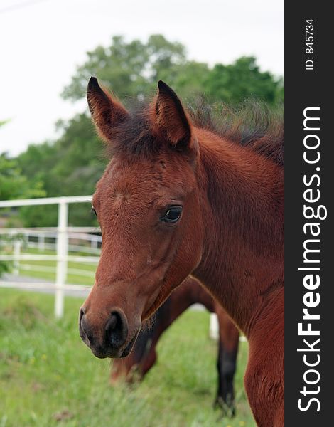 Close up of a bay arabian filly. Close up of a bay arabian filly