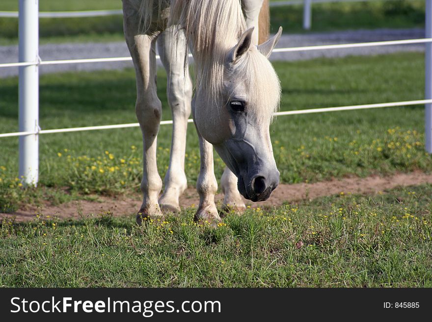 Checking Out The Pasture