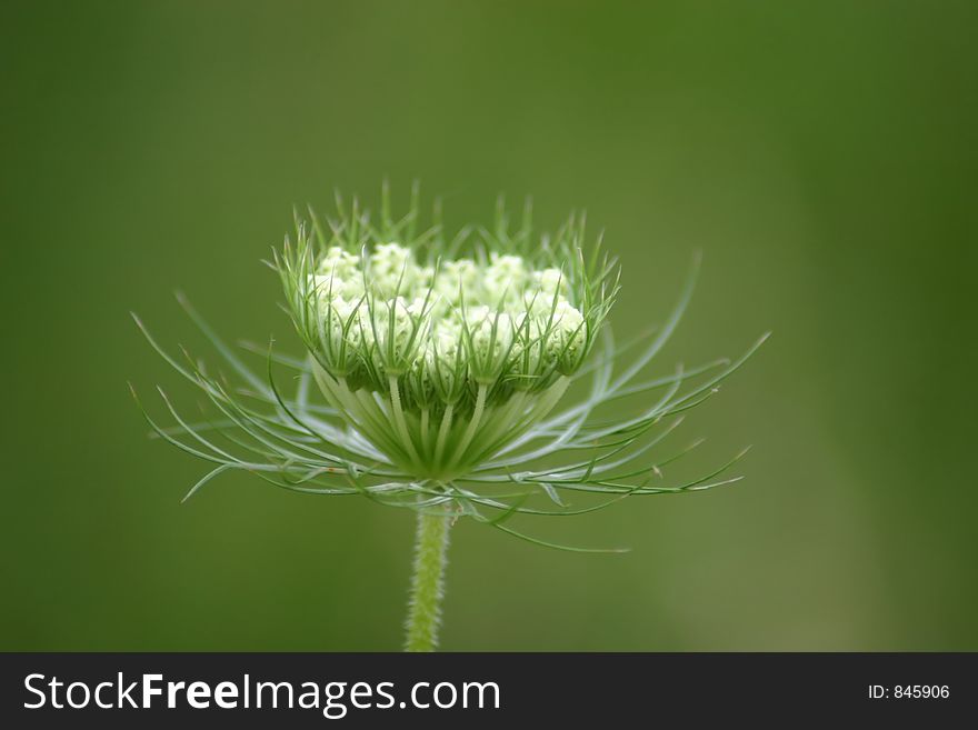 White Wildflower with green background. White Wildflower with green background