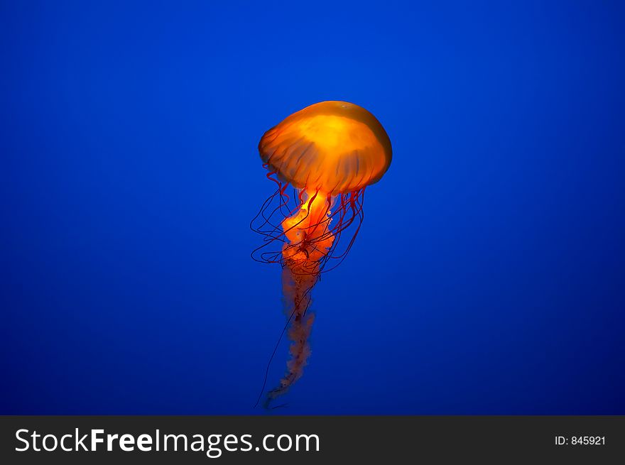 Jelly fish in aquarium