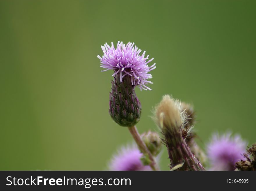 Purple Thistle Wildflower with a green background
