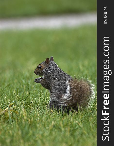 Squirrel on green grass. Squirrel on green grass