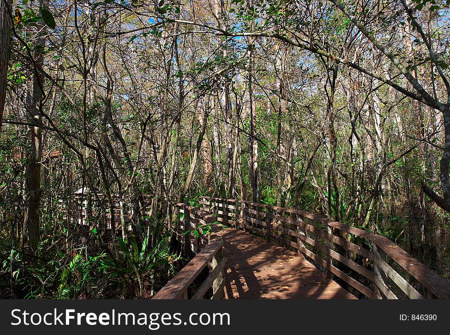 Corkscrew swamp sanctuary in florida