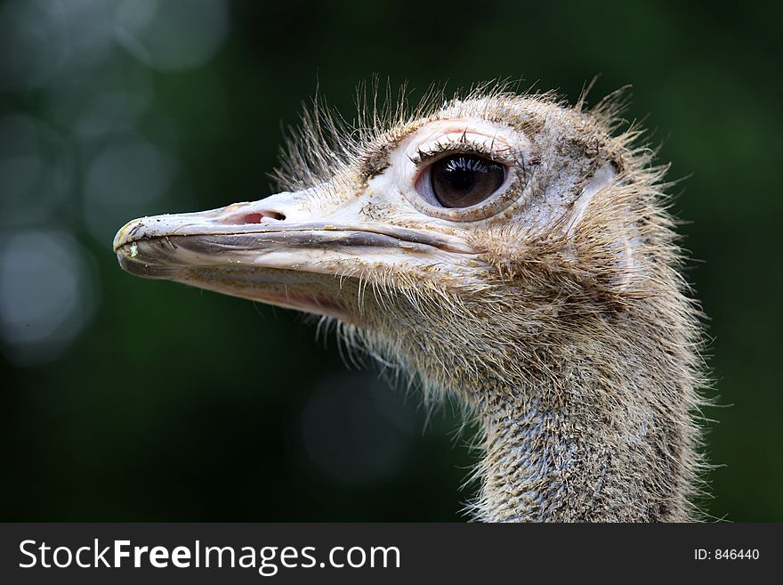 Ostrich head close up, taken in the Johor Zoo Malaysia