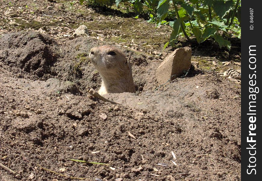 Prarie dog on guard. Prarie dog on guard.