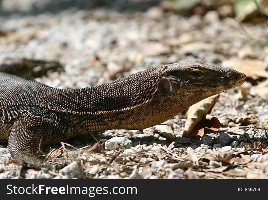 Monitor Lizard in Singapore