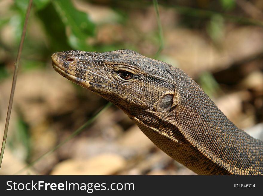 Monitor Lizard in Singapore