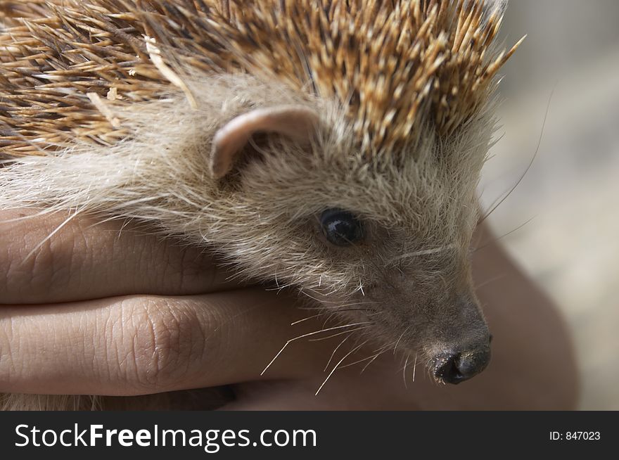 Hedgehog held in someone's hand