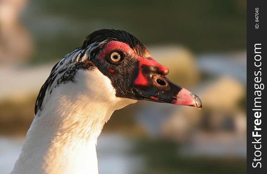 Close up head shot of a black textured head of a Muscovy duck. Close up head shot of a black textured head of a Muscovy duck