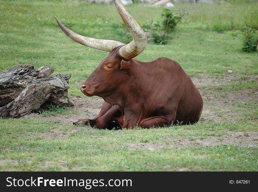 Ankole Cattle