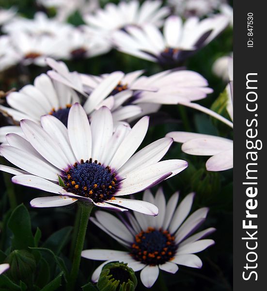 Daisies in meadow