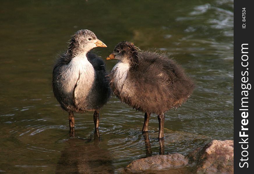 Two baby Coots standing together in shallow water