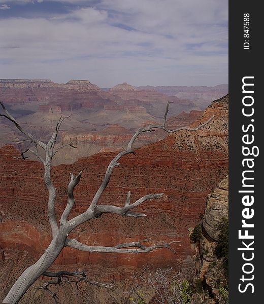 Dead tree in Grand Canyon national park. Dead tree in Grand Canyon national park.