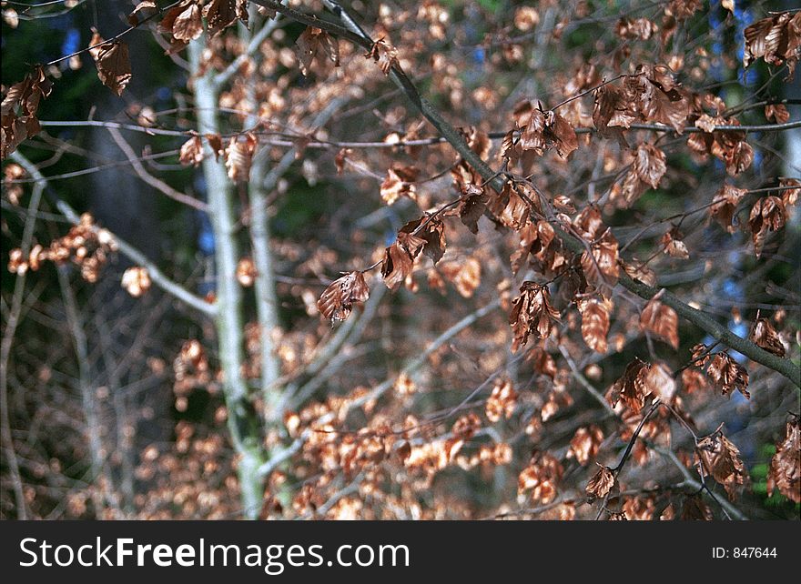 Branches with autumn leaves