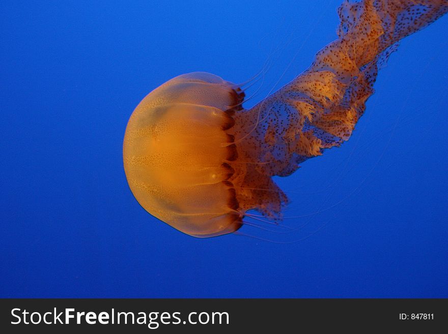 Jellyfish shot at the Underwater World in Singapore