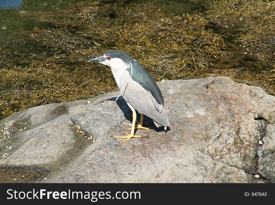 Night Heron seaweed