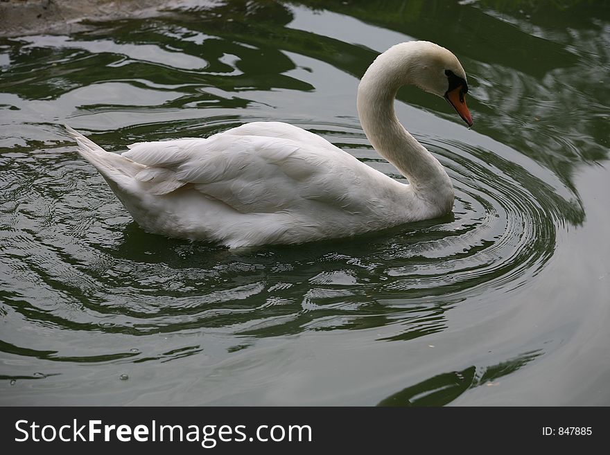 Swan gliding along the water