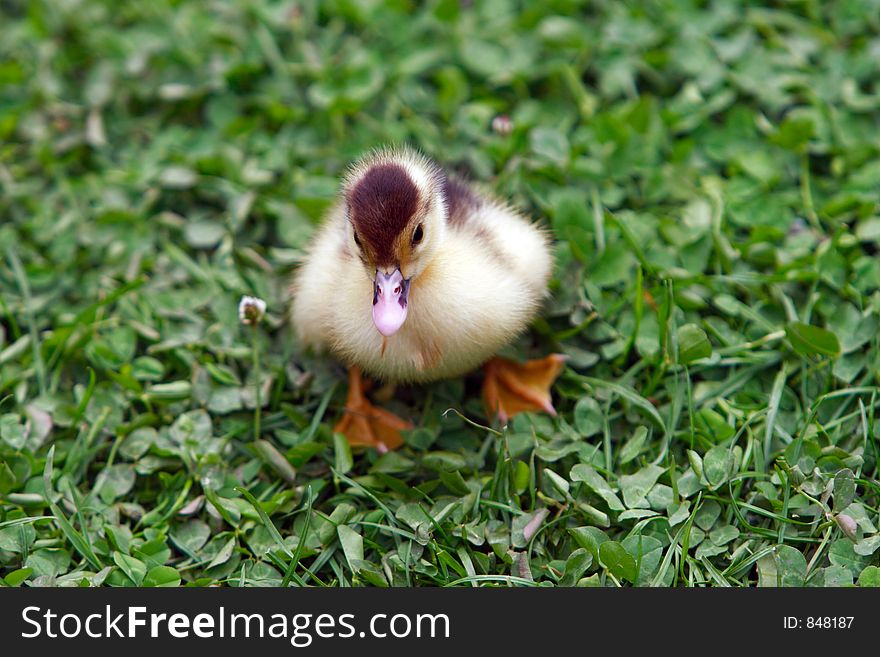 Little duckling on the lawn