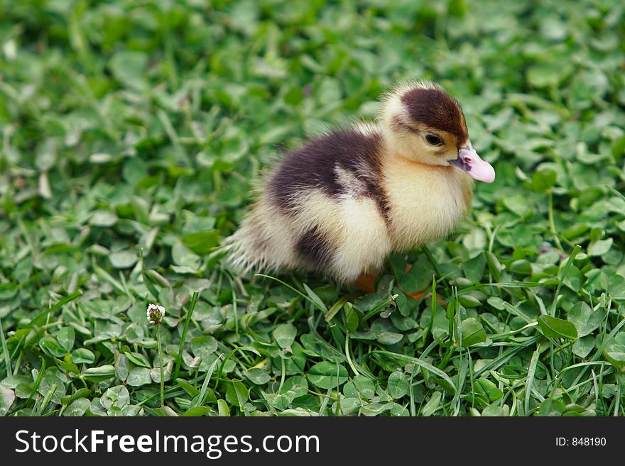 Little duckling on the lawn