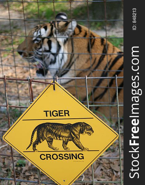 Tiger Crossing.