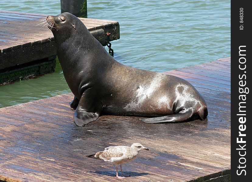 Sea lion at pier. Sea lion at pier