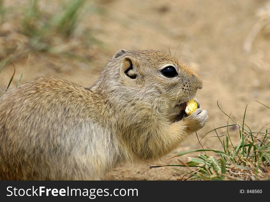 Close-up of eating Prairie Dog. Canon 20D