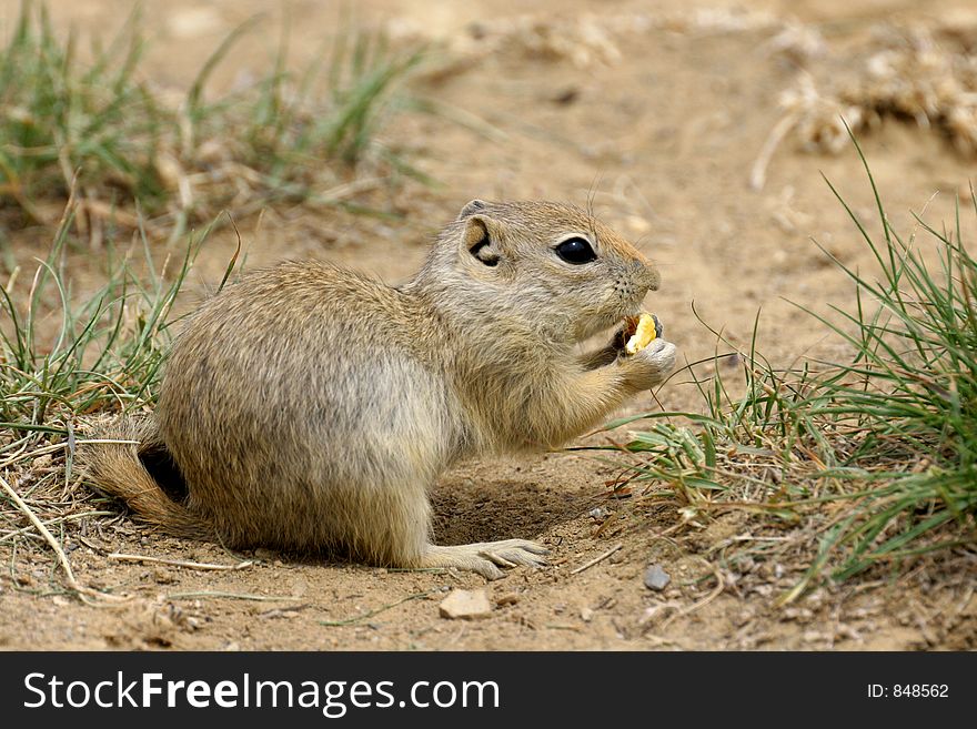 Close-up of eating Prairie Dog. Canon 20D