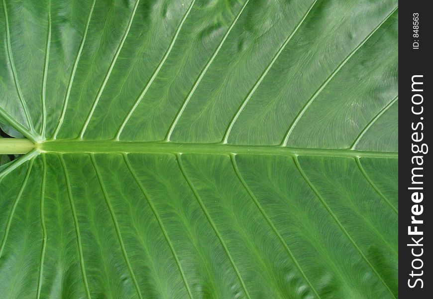 Span of green leaf, with veins. Span of green leaf, with veins