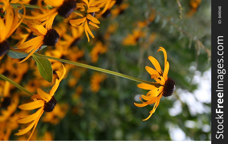 Flowers