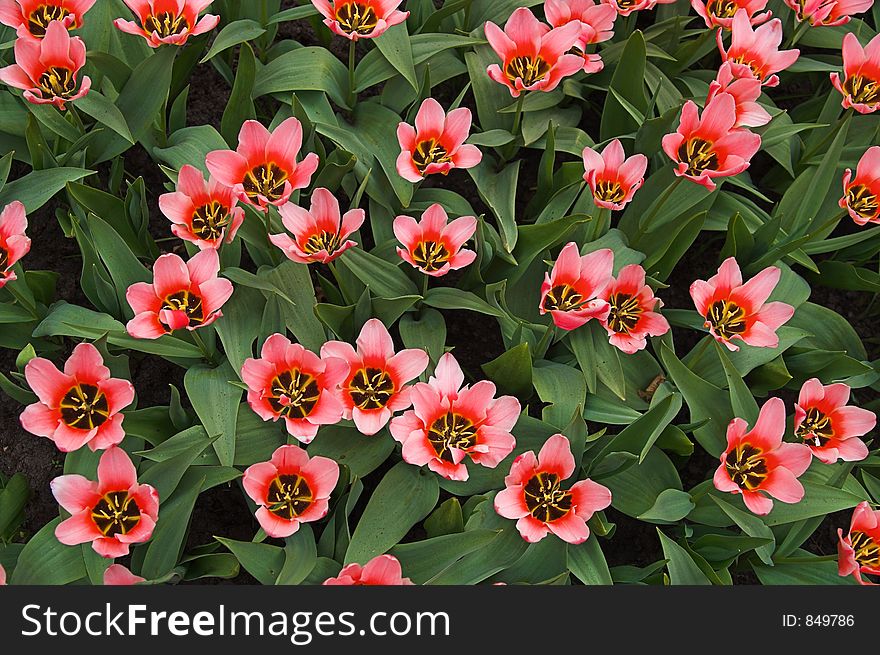 Pink tulips in Keukenhoff, Netherlands