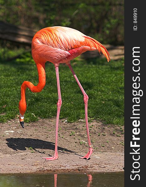 Red Caribbean Flamingo Surprised At Its Shadow