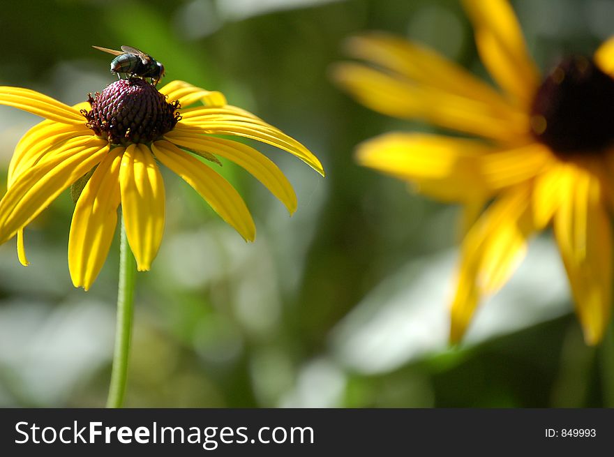 A fly perched on top of a yellow flower. A fly perched on top of a yellow flower