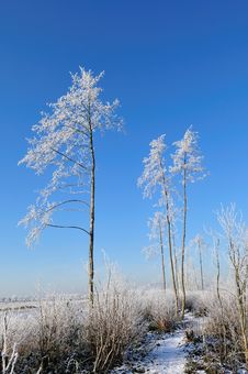 Dutch Landscape In The Winter Stock Photo