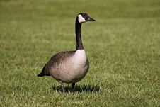 Goose Walking Stock Photo Goose Walking Stock Photo