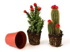 Potted Cacti With Flowers Stock Image Potted Cacti With Flowers Stock Image